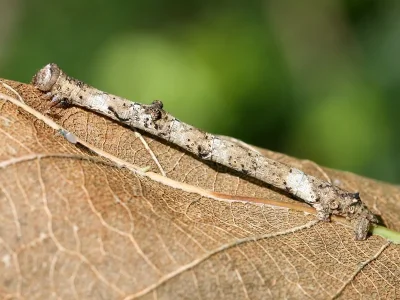 Hypomecis punctinalis