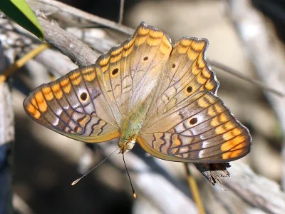Anartia jatrophae