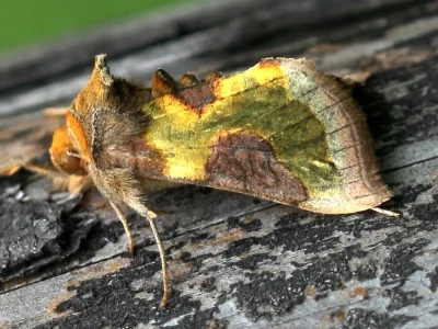 Diachrysia chrysitis