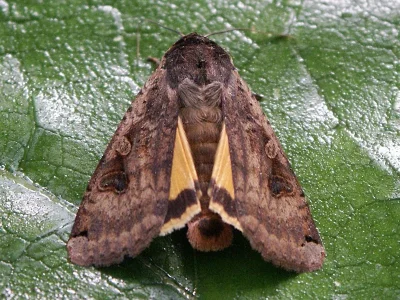 Noctua pronuba