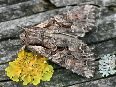 Lacanobia (Dianobia) thalassina