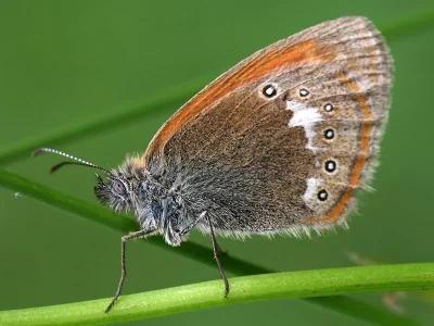 Coenonympha glycerion