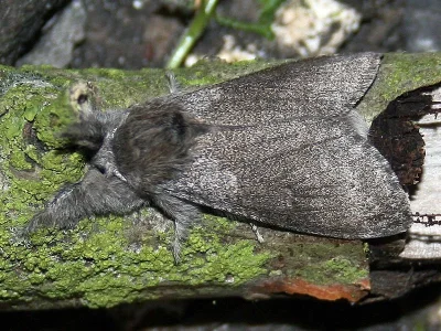 Calliteara pudibunda