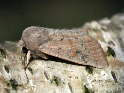Orthosia (Cororthosia) gracilis