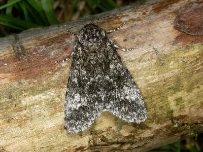 Acronicta (Subacronicta) megacephala