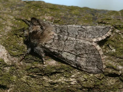Achlya flavicornis