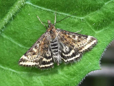 Pyrausta despicata