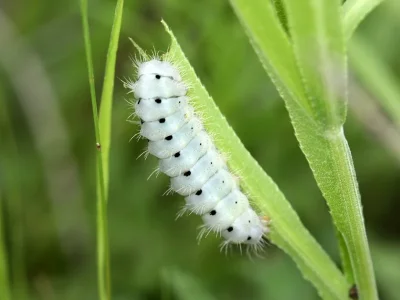 Zygaena (Mesembrynus) minos