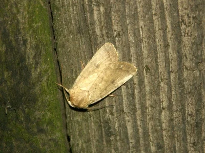 Hoplodrina octogenaria