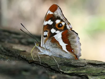 Apatura iris