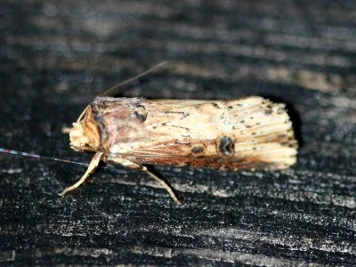Axylia putris