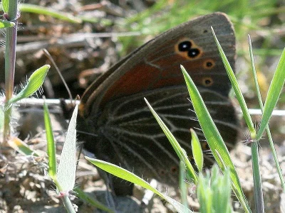 Proterebia afra