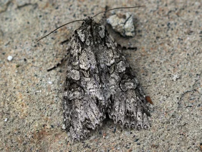 Polia (Polia) nebulosa