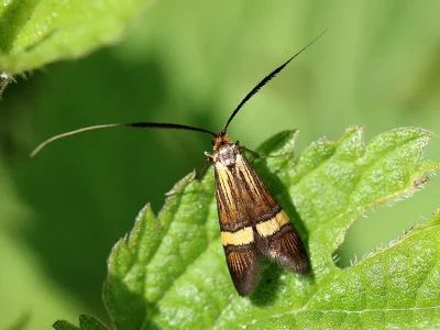 Nemophora degeerella