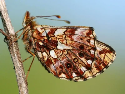 Boloria (Clossiana) dia