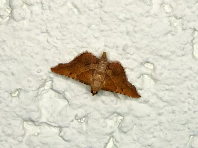 Endotricha flammealis