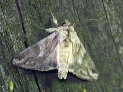 Cucullia fraudatrix