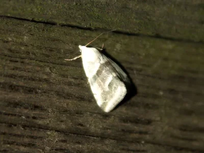Eublemma (Eublemma) minutata