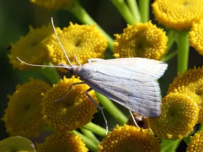 Udea lutealis