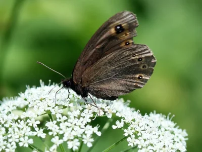 Erebia medusa