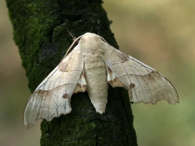 Marumba quercus