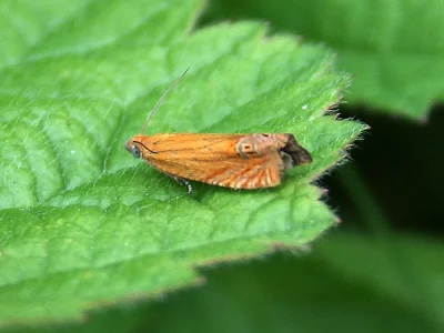 Lathronympha strigana