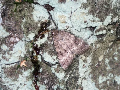 Amphipyra (Amphipyra) berbera