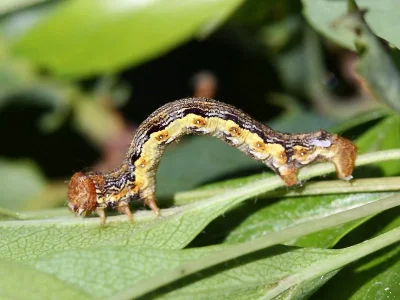 Erannis defoliaria
