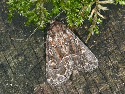 Thalpophila matura