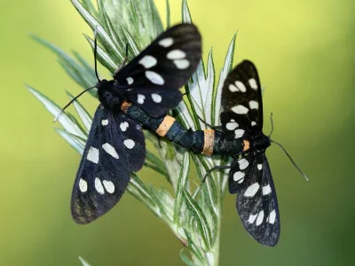 Amata (Syntomis) phegea