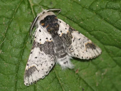 Furcula bicuspis