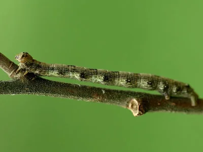 Agriopis aurantiaria