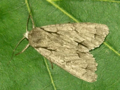 Acronicta (Triaena) psi