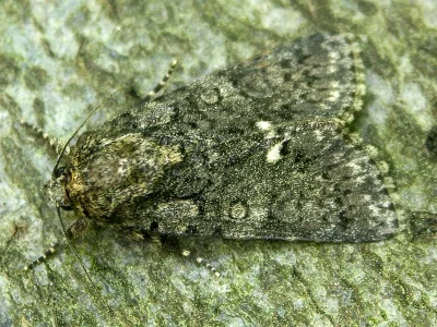 Acronicta (Viminia) rumicis