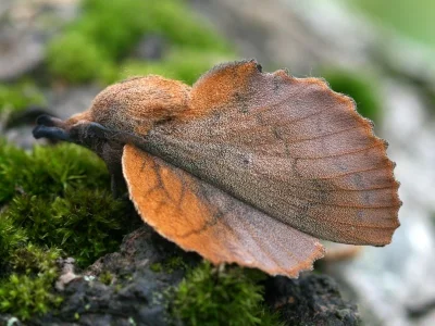 Gastropacha (Gastropacha) quercifolia