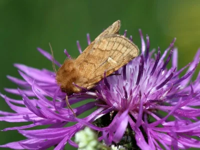 Eriopygodes imbecilla