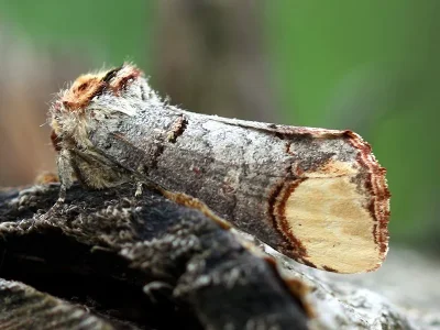 Phalera bucephala