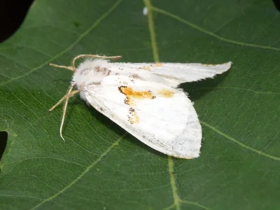 Leucodonta bicoloria