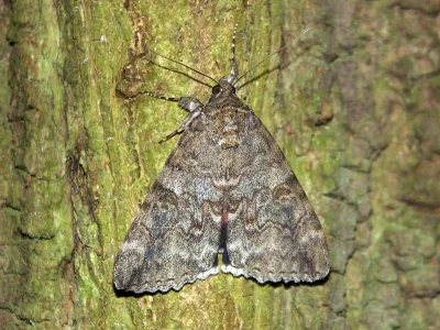 Catocala nupta