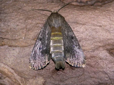 Amphipyra (Amphipyra) tragopoginis