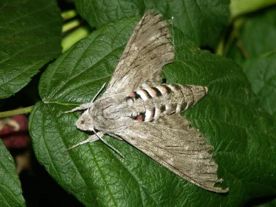 Agrius convolvuli