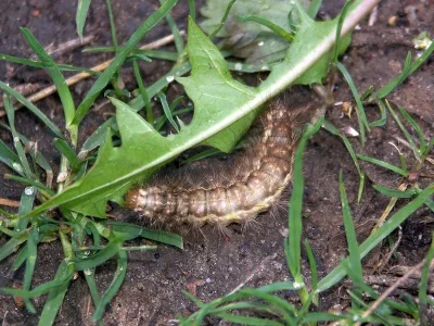 Spilarctia (S.) lutea