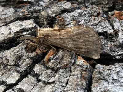 Pterostoma palpina