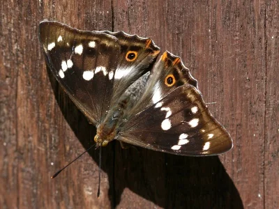 Apatura iris