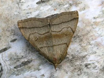 Herminia tarsicrinalis