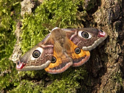 Saturnia (Eudia) pavonia