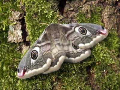 Saturnia (Eudia) pavonia