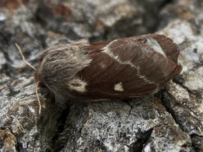 Eriogaster (Eriogaster) lanestris