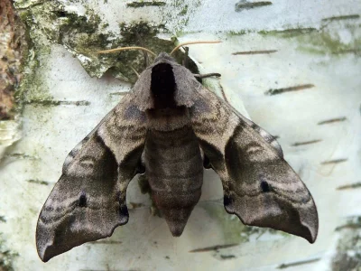 Smerinthus ocellata