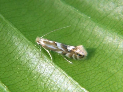 Phyllonorycter maestingella